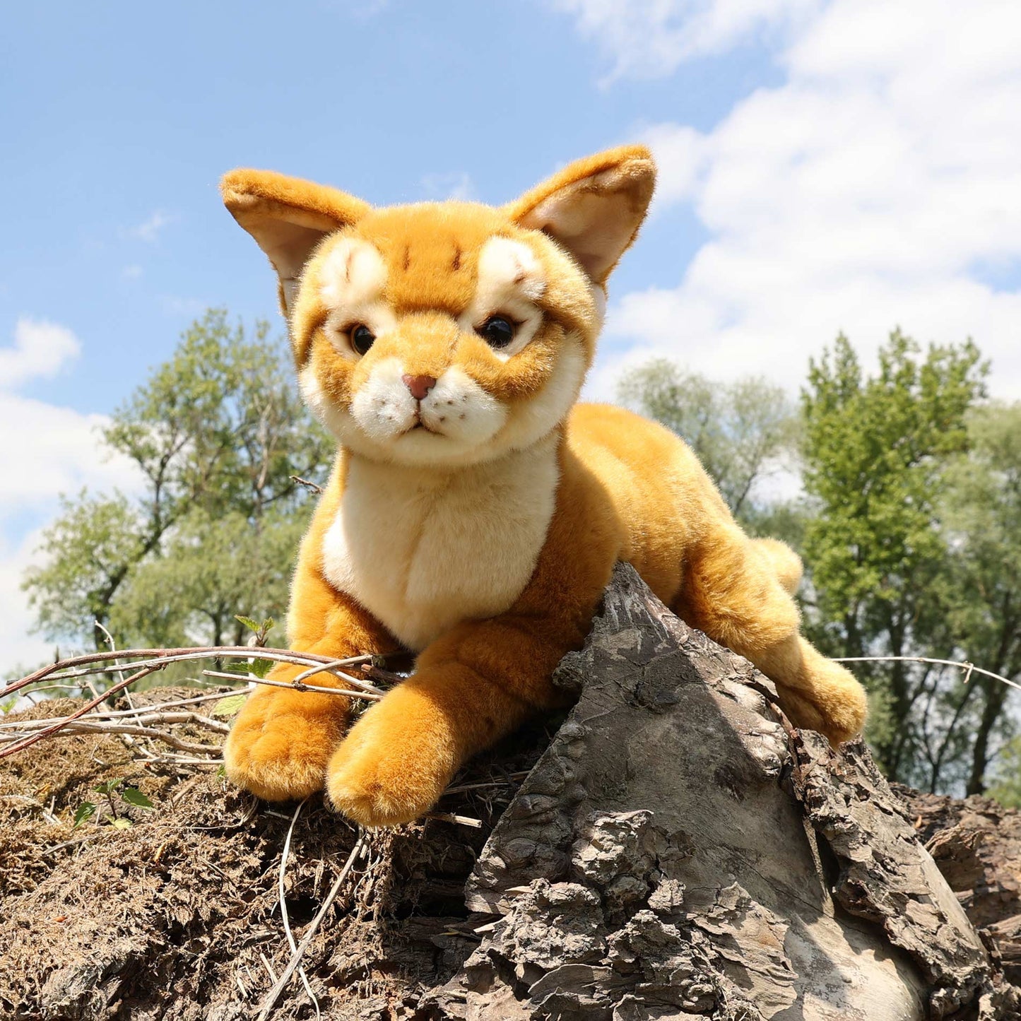 Pliušinis žaislas | ABISINIJOS KATĖ